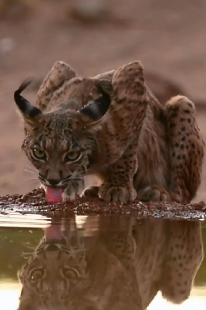 La población de lince ibérico salvaje se ha multiplicado por diez en las dos últimas décadas, pasando de 94 ejemplares en 2002 a 1.111 en 2021, una verdadera historia de éxito gracias a los esfuerzos de conservación y a la concienciación pública. Catalogado como "en peligro de extinción", el lince vive en zonas silvestres fragmentadas de España y Portugal