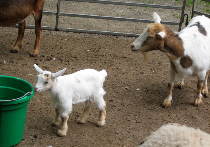 45 Of The Most Amusing Child-Friendly Insults That Members Of This Online Group Couldn't Resist Sharing With Others