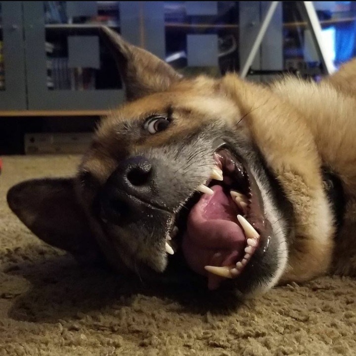 Hey Pandas, Post A Picture Of Your Dog!