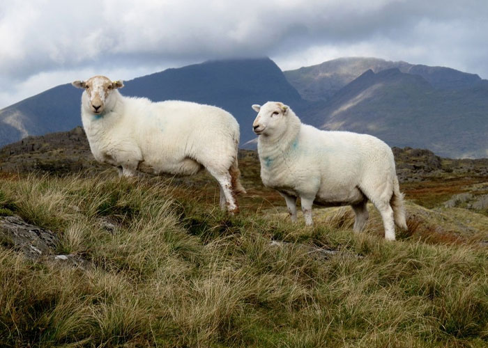 30 Peculiar Things That Seem Normal In Some Countries But Not In The Rest Of The World