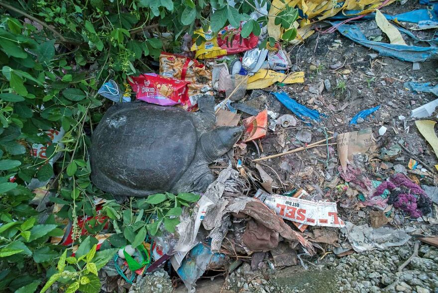 "Mohun In Danger", Jury Selection, Photographer Of The Year – Portfolio