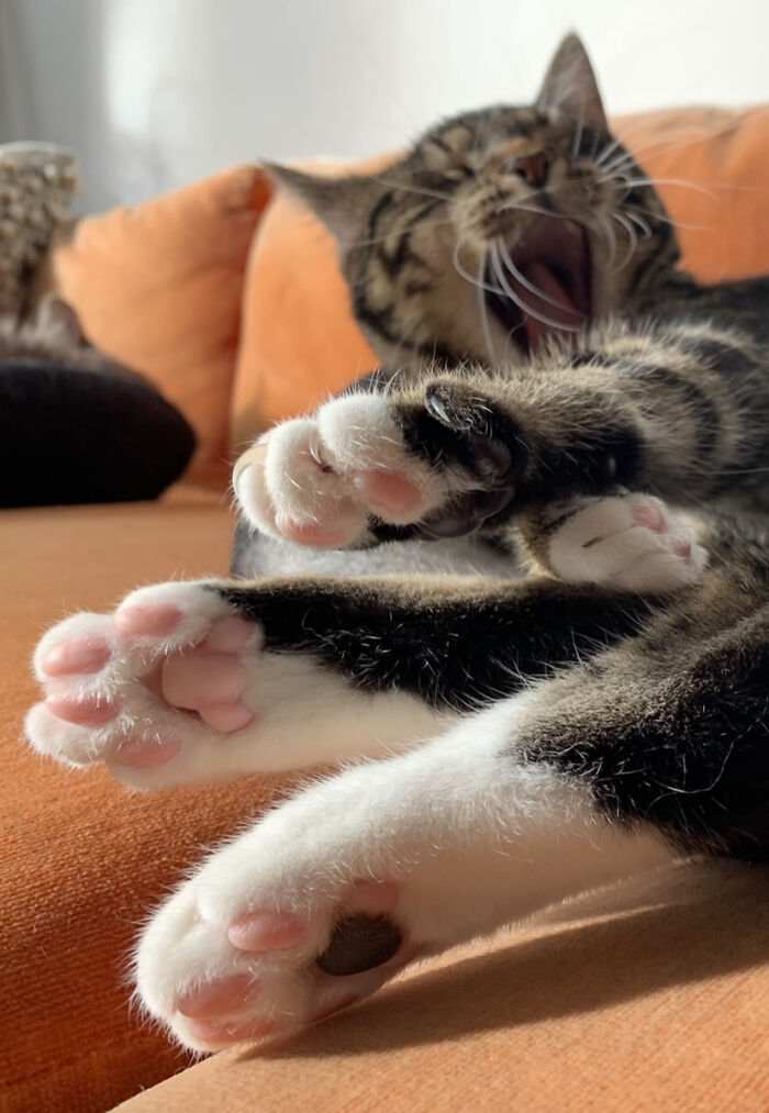 Genes Beans