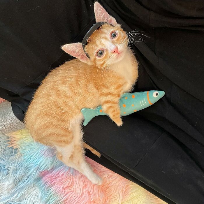 These Two Sibling Kittens Are Quite Different From Other Cats, But They Are Living Their Life To The Fullest After Being Rescued These Two Sibling Kittens Are Quite Different From Other Cats, But They Are Living Their Life To The Fullest After Being Rescued