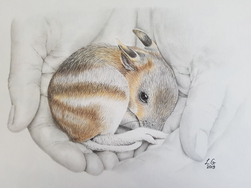 My Annual Drawings Against The Extinction Of Endangered Animals