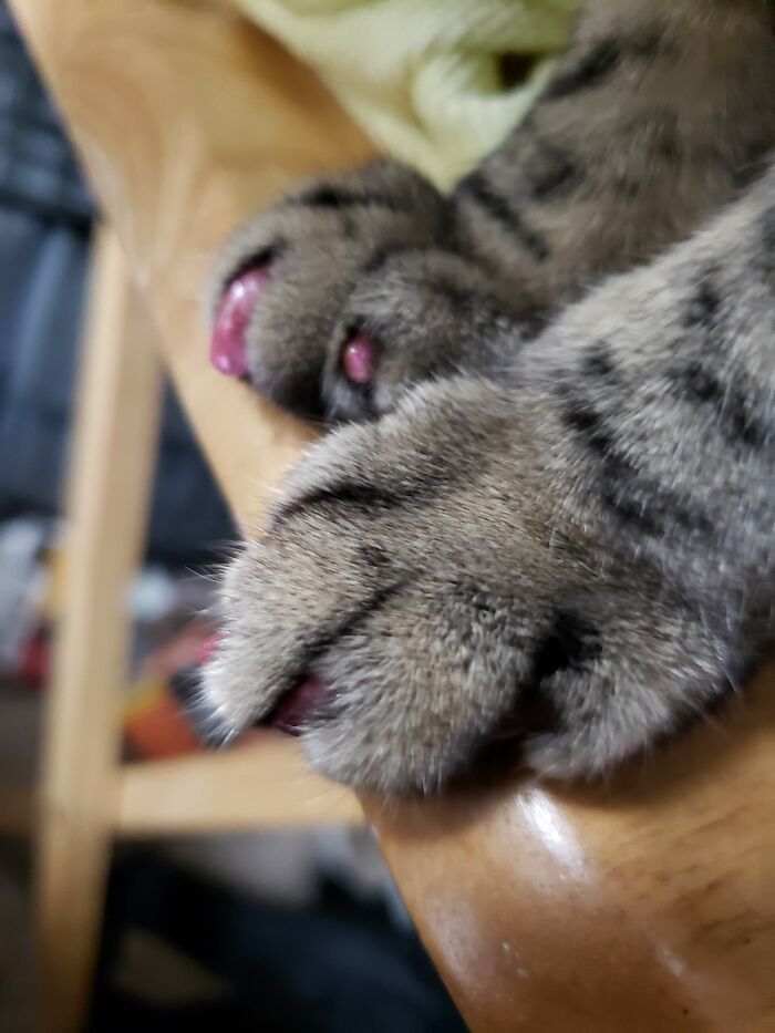 No Beans, But Cute Feets