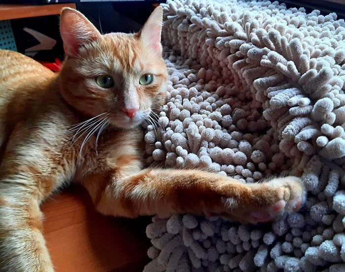 Milenko, My Beautiful Boy