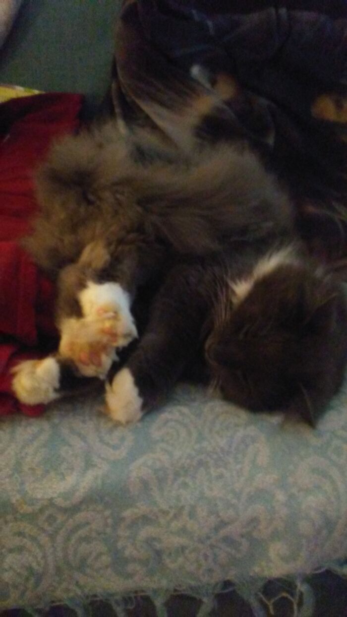 My Floof Balls Beans