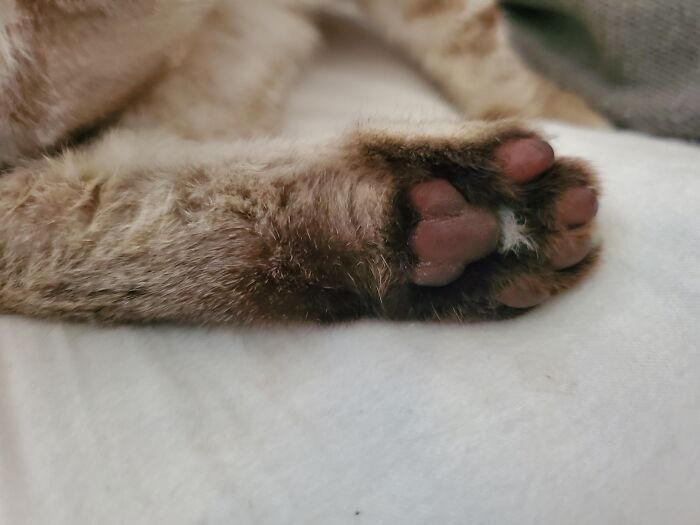 Also Known As "Fruit Snacks"