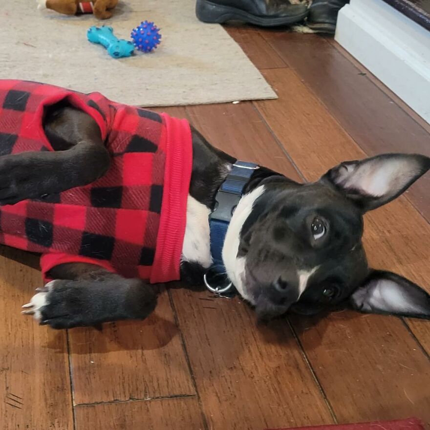 Adorable Dogs For Adoption At Hope Animal Rescue