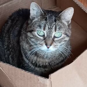 tsarferdinand-thelarge avatar