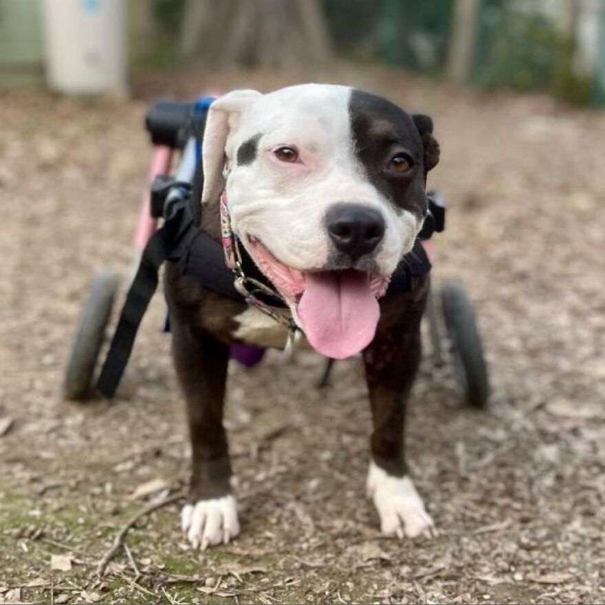 Adorable Dogs For Adoption At Hope Animal Rescue