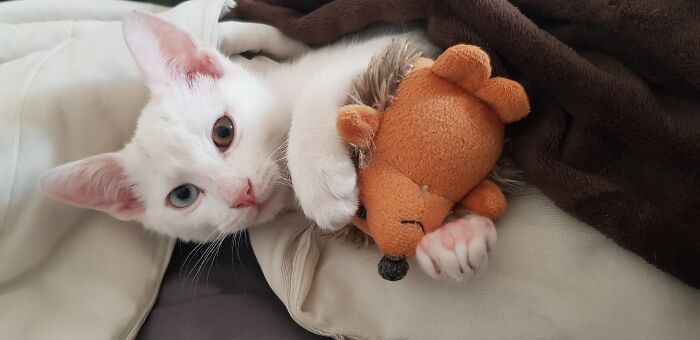 My Cat, Shiro, Tucked In And With His Plushie