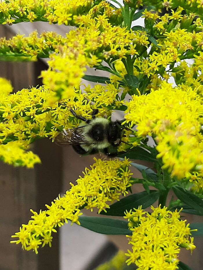 The World Needs More Bees!