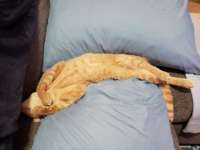 My Lil Leo Love Bug, Exhausted After Playing, Stole My Pillows For A Nap