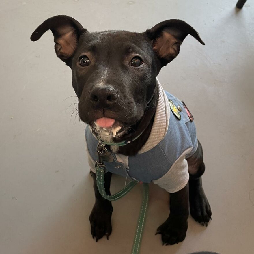 Adorable Dogs For Adoption At Hope Animal Rescue