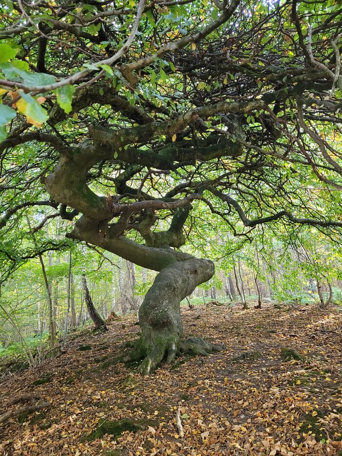 Lystrup Forest, Denmark