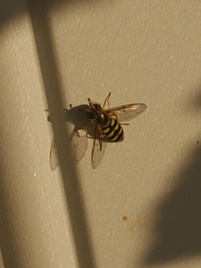 Myself. I Spent Nearly 40 Years Hating Myself And Reliving All My Social Mistakes Everyday Cuz No Matter How Hard I Try, I Just Cannot Seem To Fit In With Everyone Else. Turns Out I'm Autistic With Adhd. Everything Makes Sense Now And I Learned A Lot About Myself Since Then, Giving Myself Forgiveness For Everything Has Helped Tremendously. This Image Is A Hover Fly, I Find It Fitting For Me Plus I Like Bugs