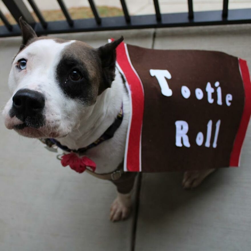 Adorable Dogs For Adoption At Hope Animal Rescue