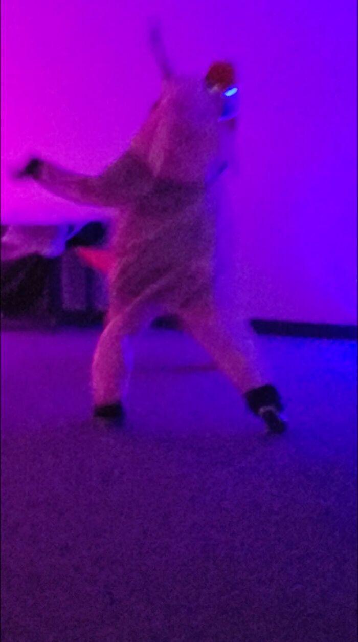 Dancing Pig! 💃🐷 "Yass Queen!!" (I Was Dancing With A Cone Lol)