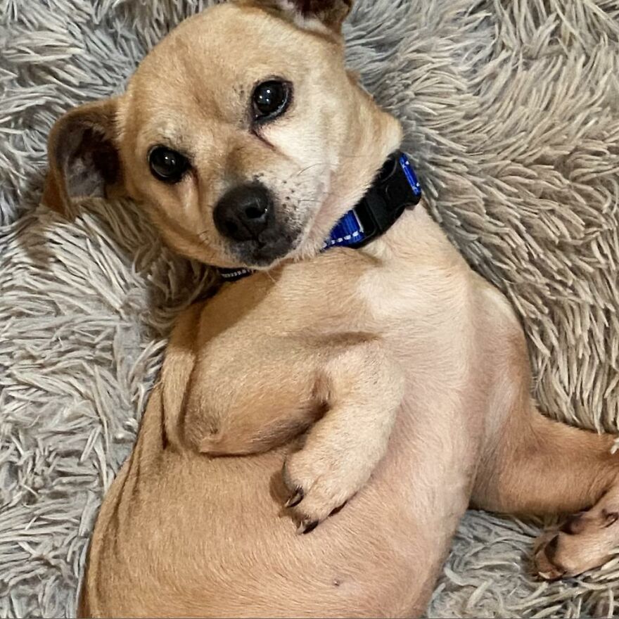 Adorable Dogs For Adoption At Hope Animal Rescue