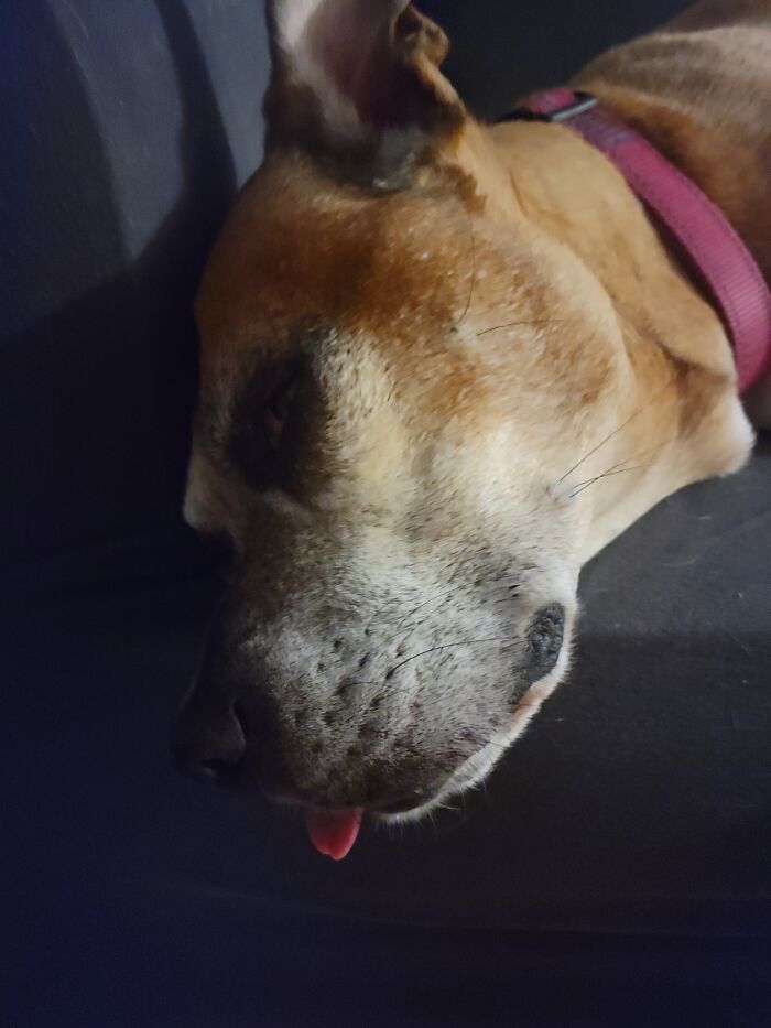 Good Old Girl Blep!