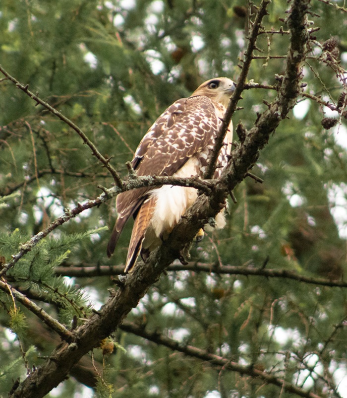 Young Red Tailed Hawk