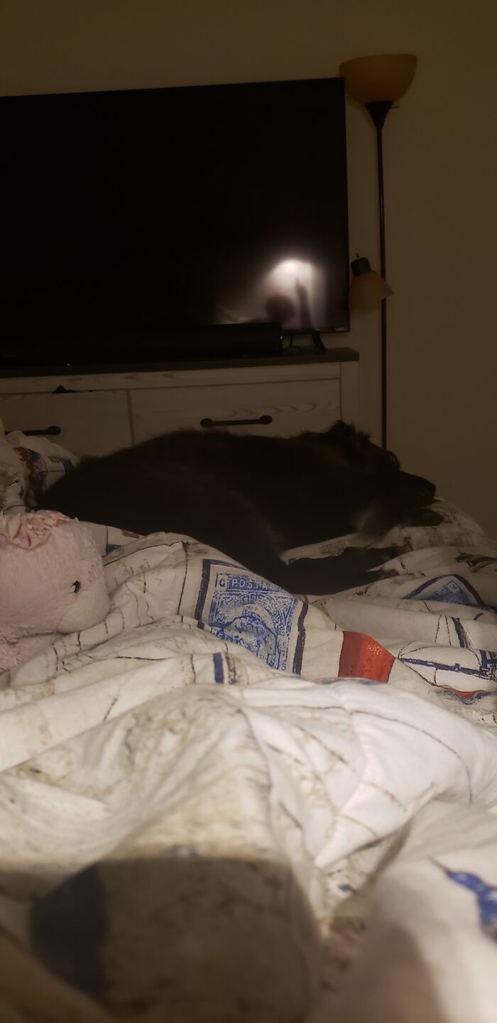 Sitting In Bed With My Childhood Stuffy, Precious Doggo, And Comfortable Blankets. (Idk Why It Looks Dirty..)