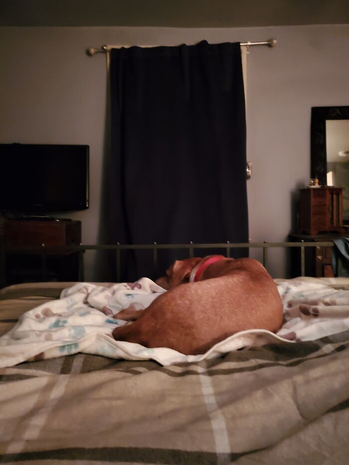 Laying In Bed With Queso, My Rescue Dog