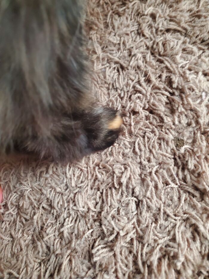 Mostly Brownies And One Blondie. Sorry I Didn't Show A Picture Of The Beans Themselves, She's A Long Haird Cat But The Colors Show On The Beans Too!