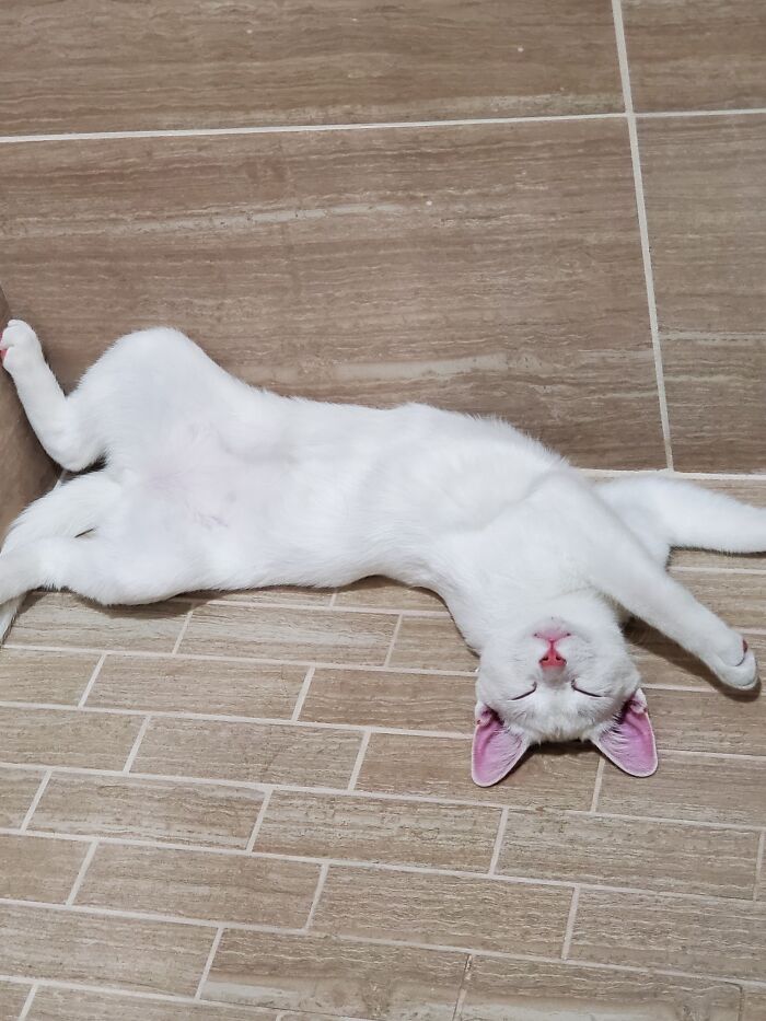 Our Baby, Butters (7mos), Is Deaf, So He Often Sleeps Without A Care In The World. Here, He Was Playing In The Shower Stall But Suddenly Just Got Sooo Got Sleepy