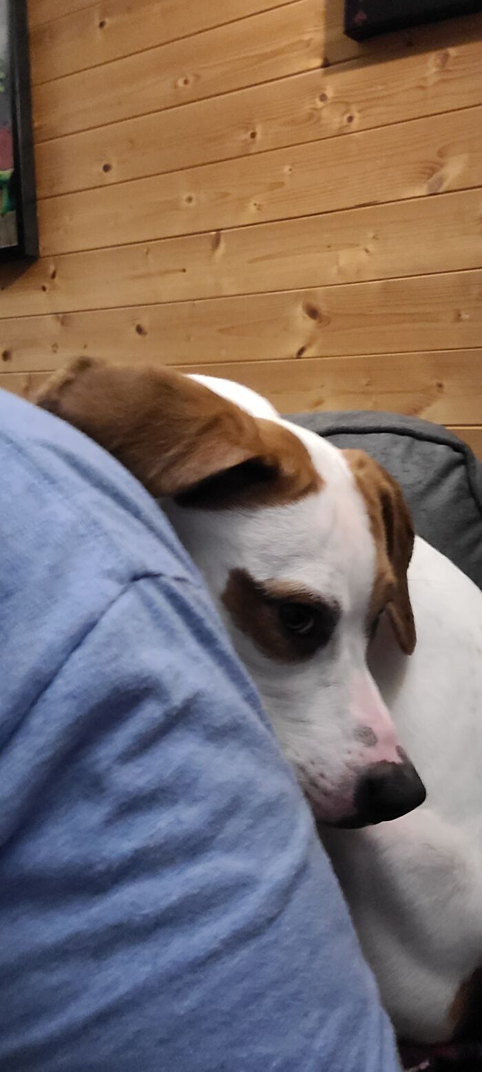 Pandora Likes To Curl Up And Sleep Behind Me