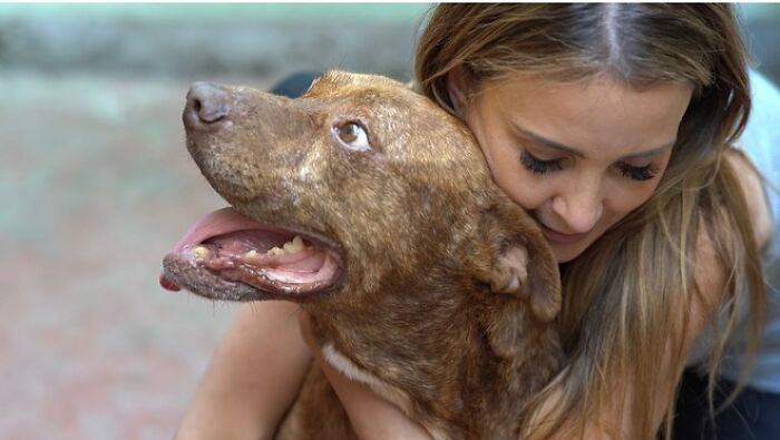 This Pit Bull Was Horrifically Abused For 10 Years Before He Found His Peace When Taken Into The Hands Of Kind-Hearted People This Pit Bull Was Horrifically Abused For 10 Years Before He Found His Peace When Taken Into The Hands Of Kind-Hearted People
