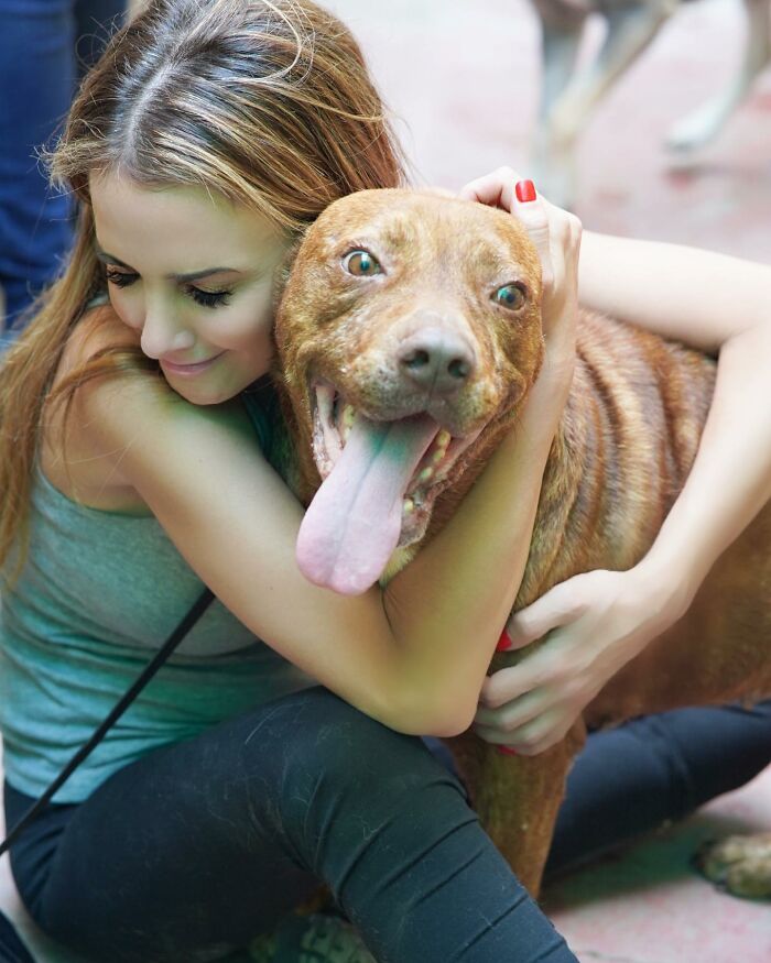 This Pit Bull Was Horrifically Abused For 10 Years Before He Found His Peace When Taken Into The Hands Of Kind-Hearted People This Pit Bull Was Horrifically Abused For 10 Years Before He Found His Peace When Taken Into The Hands Of Kind-Hearted People