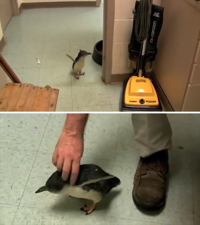 El pingüino azul es originario de las costas meridionales de Australia y Nueva Zelanda. Es la especie de pingüino más pequeña del mundo