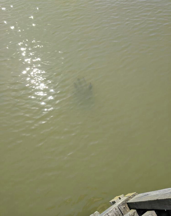 Old Pier Piece That Looks Just Like A Hand. It Is Larger Than It Looks