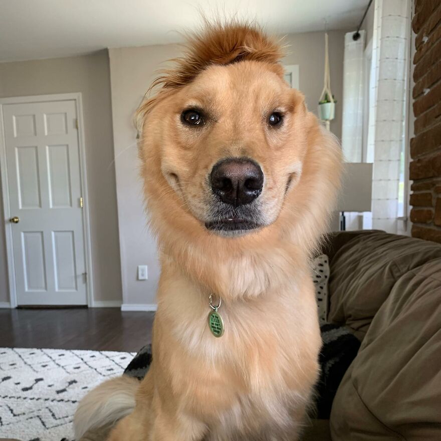 Meet Rae, The Unicorn Dog Who Appeared In Her Owner's Life To Save Her Meet Rae, The Unicorn Dog Who Appeared In Her Owner's Life To Save Her