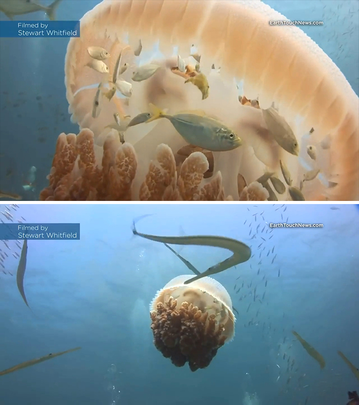 When Small Fish Are Threatened By Larger Fish In The Ocean, They Sometimes Have Unique Ways To Evade Them. The Versuriga Anadyomene Is A Species Of Jellyfish Known To Serve As A "Floating Safe House" For Small Fish. As Yellowtail Fish Cower Inside This One, Trumpet Fish Try But Fail To Catch Them