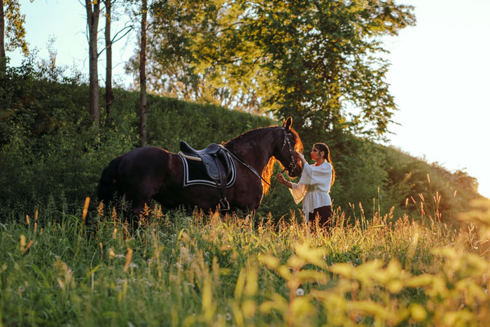 Domestication Of Horses