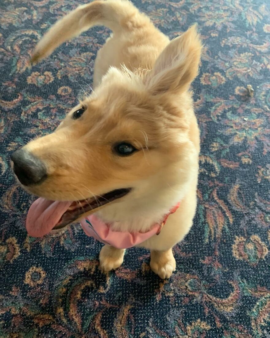 Meet Rae, The Unicorn Dog Who Appeared In Her Owner's Life To Save Her Meet Rae, The Unicorn Dog Who Appeared In Her Owner's Life To Save Her