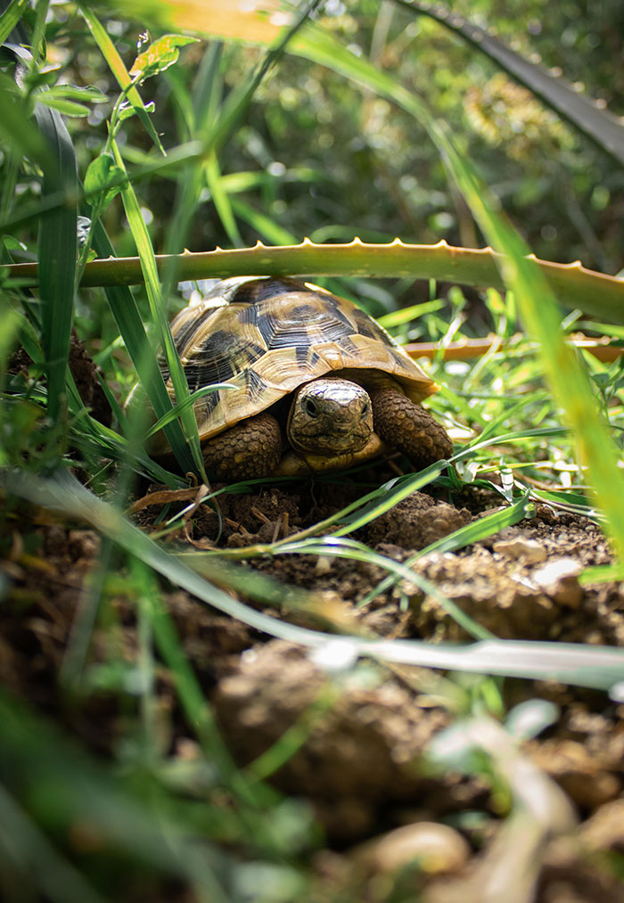 Turtle Conservation In Zanzibar