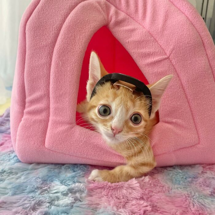 These Two Sibling Kittens Are Quite Different From Other Cats, But They Are Living Their Life To The Fullest After Being Rescued These Two Sibling Kittens Are Quite Different From Other Cats, But They Are Living Their Life To The Fullest After Being Rescued