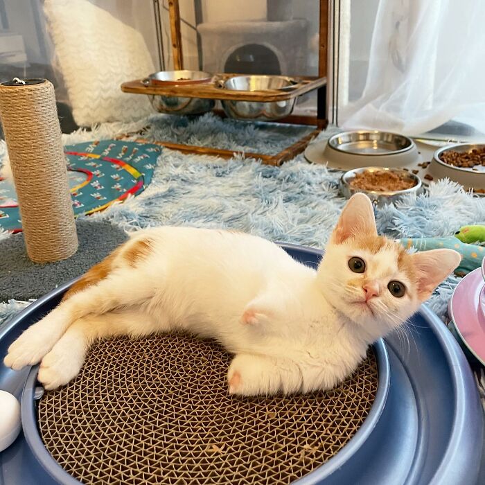 These Two Sibling Kittens Are Quite Different From Other Cats, But They Are Living Their Life To The Fullest After Being Rescued These Two Sibling Kittens Are Quite Different From Other Cats, But They Are Living Their Life To The Fullest After Being Rescued