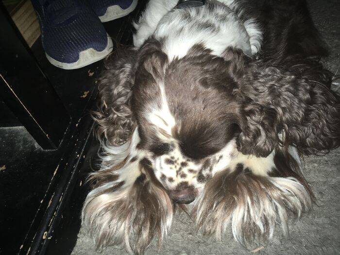 The Fluffiest Of Feet