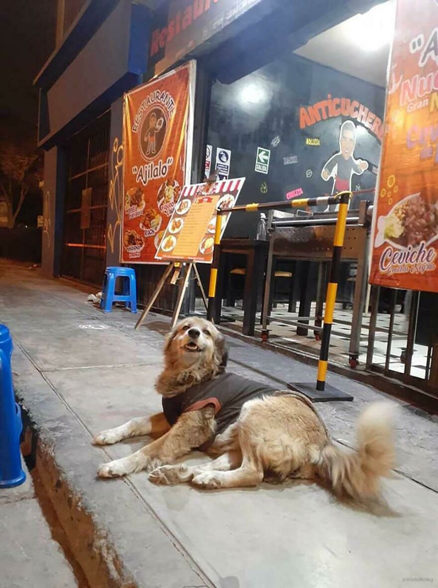 Restaurant Owner Feeds Every Homeless Dog That Visits Restaurant Owner Feeds Every Homeless Dog That Visits