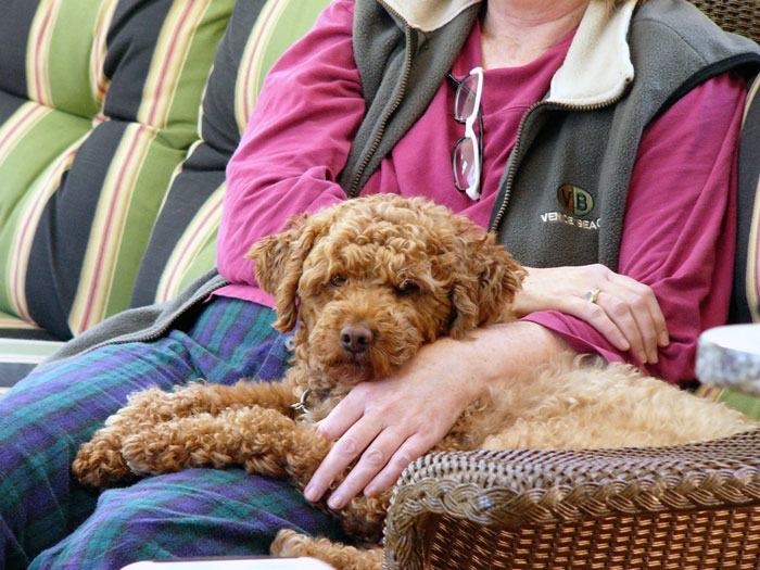 Woman Knows Her Sister's Dog Hair Frequently Ends Up In Food, So She Turns Around And Leaves Thanksgiving Dinner When She Sees It There