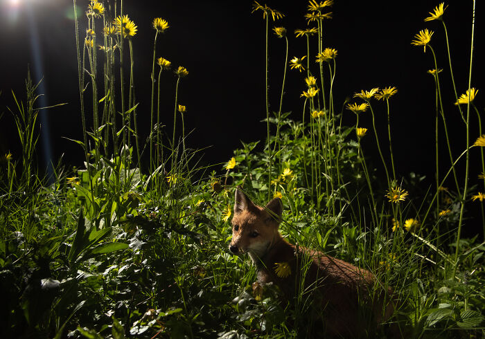 Puppy In Garden