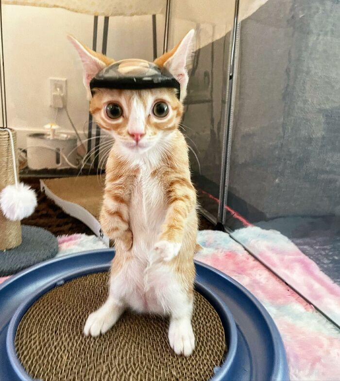 These Two Sibling Kittens Are Quite Different From Other Cats, But They Are Living Their Life To The Fullest After Being Rescued These Two Sibling Kittens Are Quite Different From Other Cats, But They Are Living Their Life To The Fullest After Being Rescued