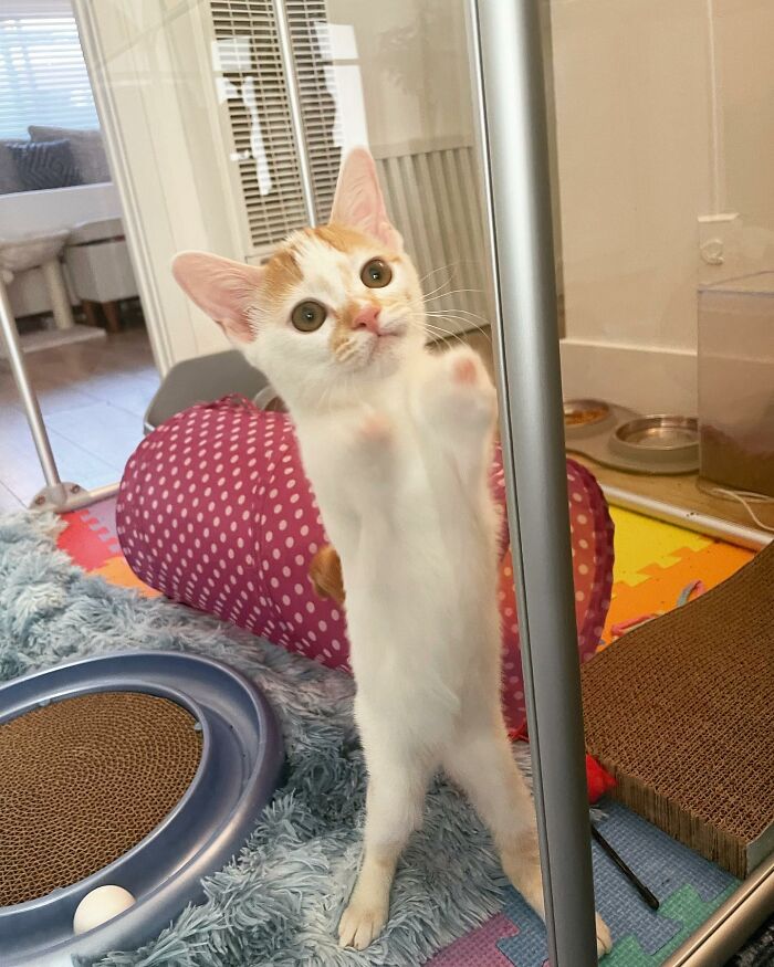 These Two Sibling Kittens Are Quite Different From Other Cats, But They Are Living Their Life To The Fullest After Being Rescued These Two Sibling Kittens Are Quite Different From Other Cats, But They Are Living Their Life To The Fullest After Being Rescued