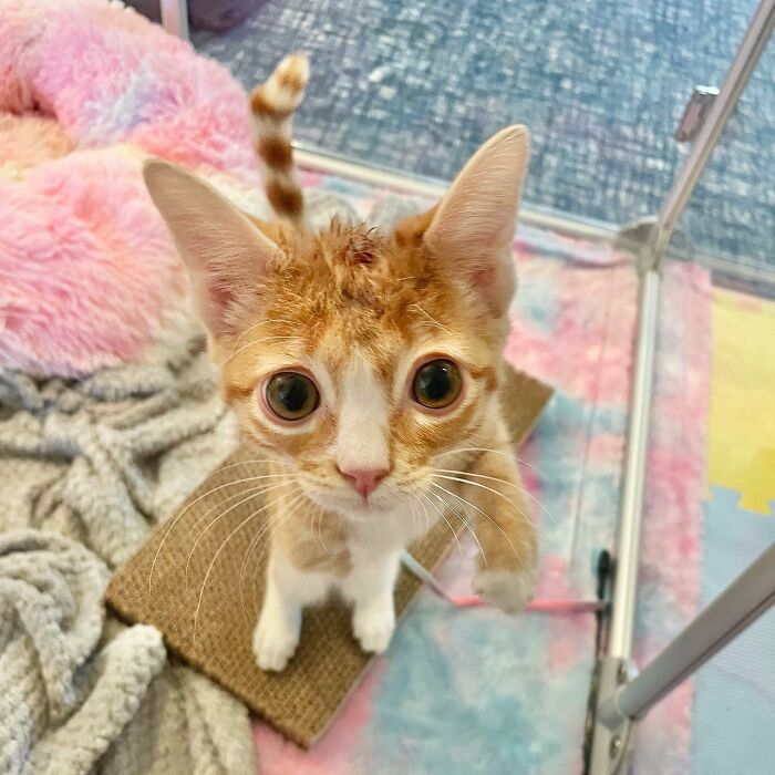 These Two Sibling Kittens Are Quite Different From Other Cats, But They Are Living Their Life To The Fullest After Being Rescued These Two Sibling Kittens Are Quite Different From Other Cats, But They Are Living Their Life To The Fullest After Being Rescued