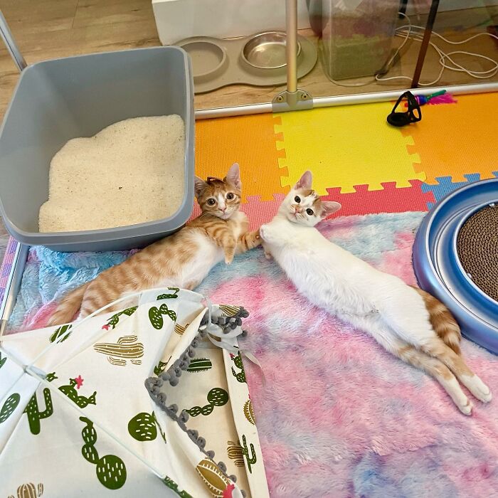 These Two Sibling Kittens Are Quite Different From Other Cats, But They Are Living Their Life To The Fullest After Being Rescued These Two Sibling Kittens Are Quite Different From Other Cats, But They Are Living Their Life To The Fullest After Being Rescued